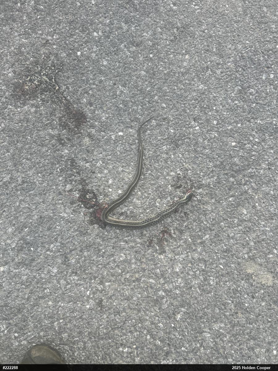 Eastern Gartersnake