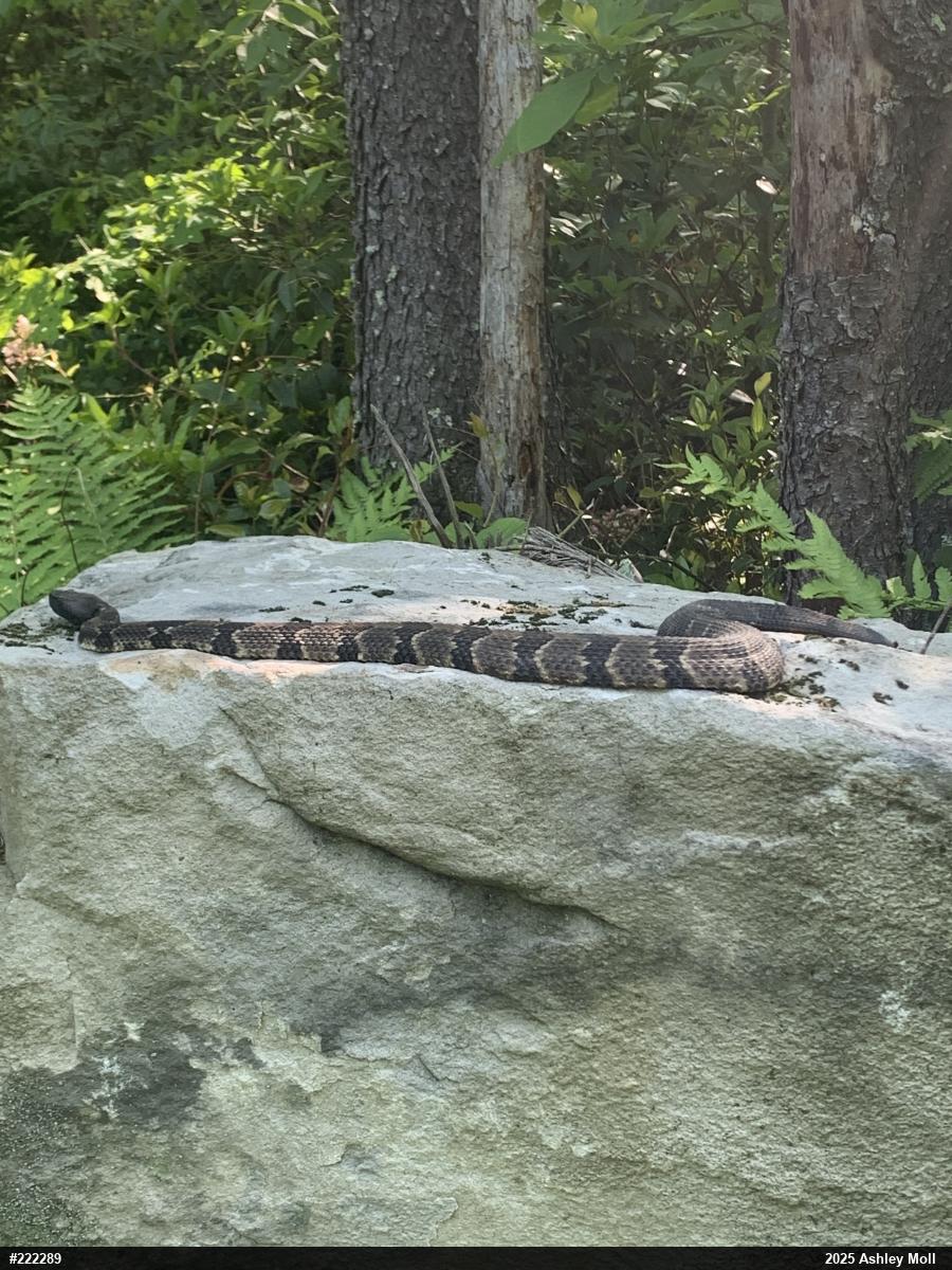 Timber Rattlesnake