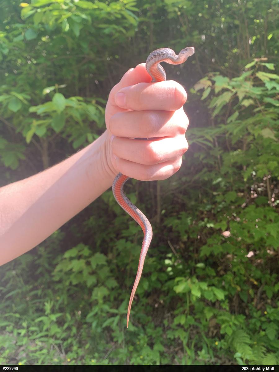Red-bellied Snake
