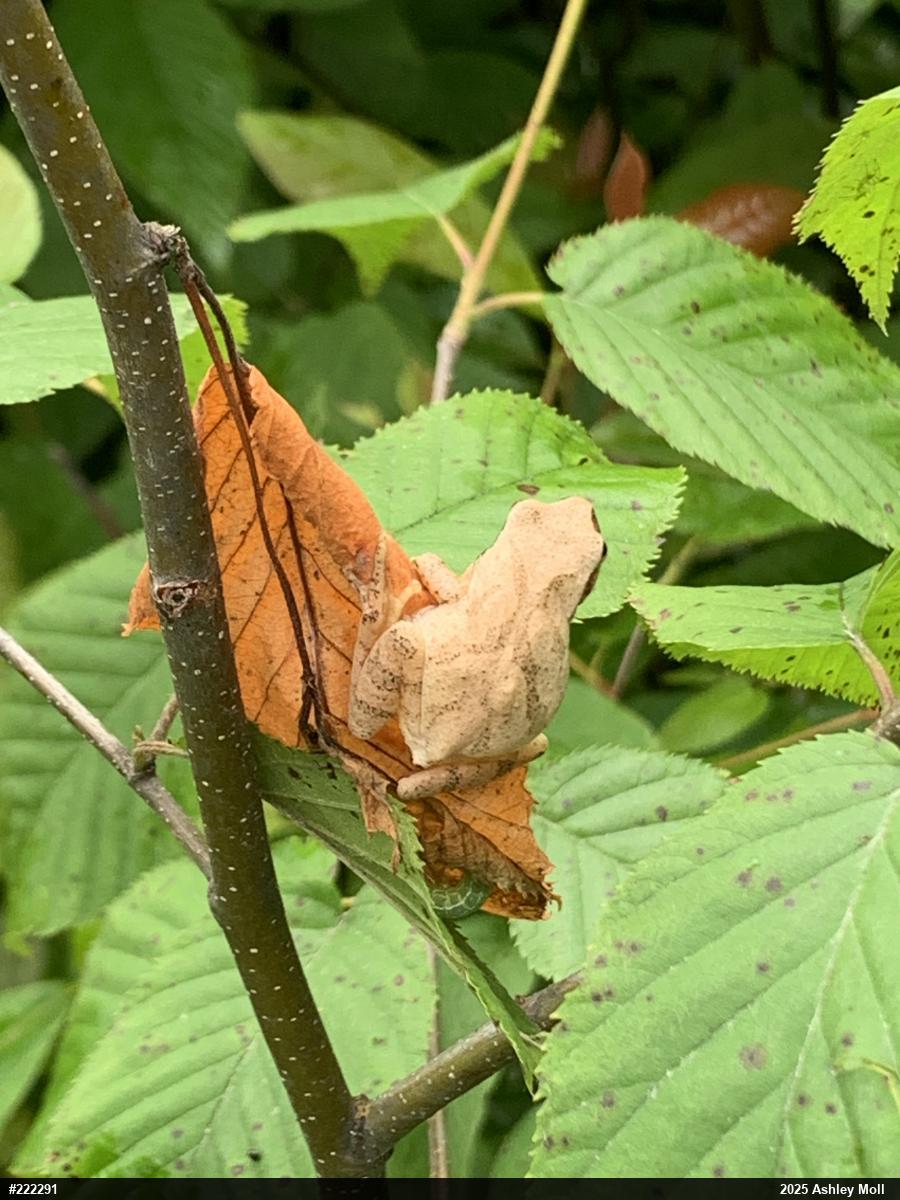 Spring Peeper