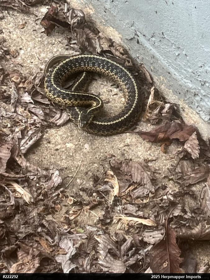 Eastern Gartersnake