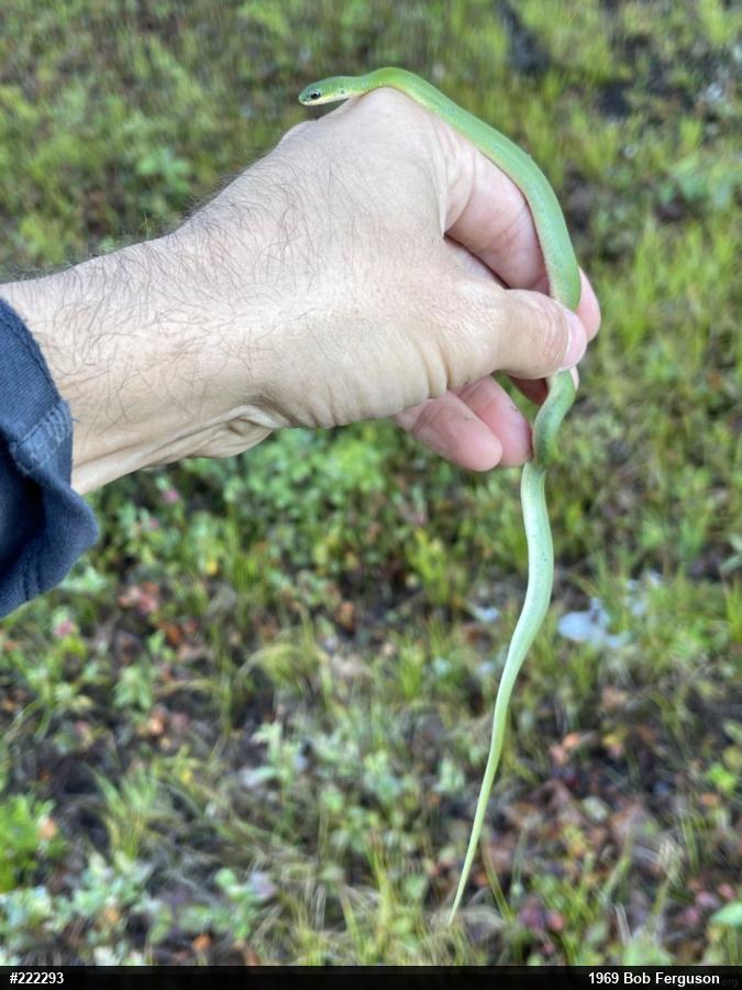 Smooth Greensnake