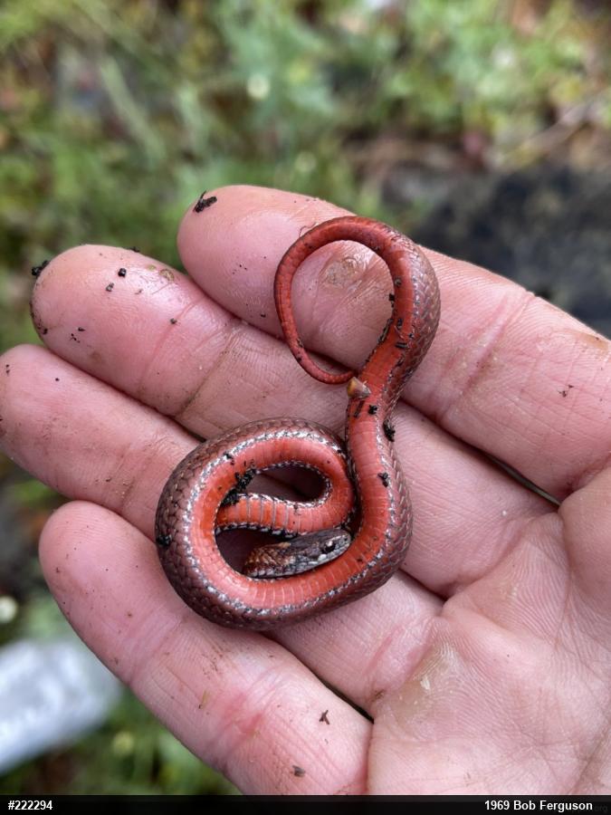 Red-bellied Snake