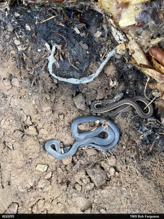 Northern Ring-necked Snake