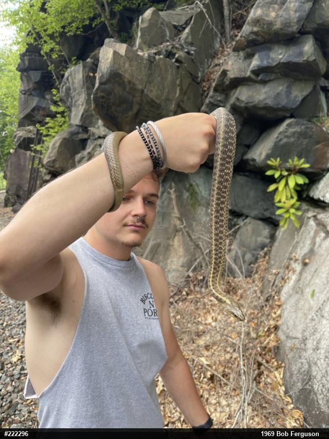 Eastern Gartersnake