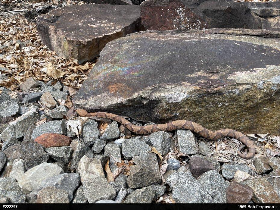 Northern Copperhead