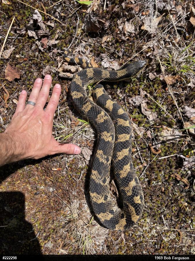 Eastern Hog-nosed Snake