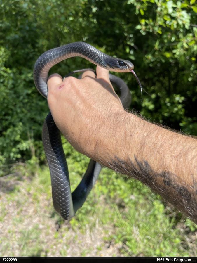 Northern Black Racer