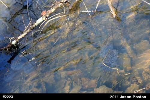 Wood Frog