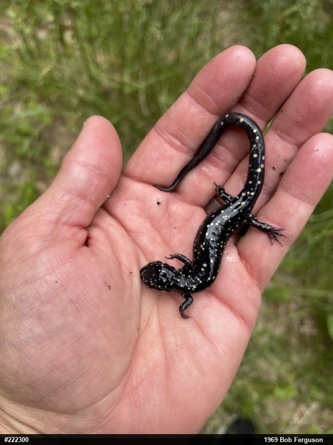 Northern Slimy Salamander