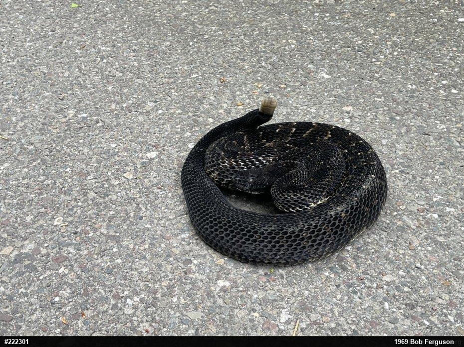 Timber Rattlesnake