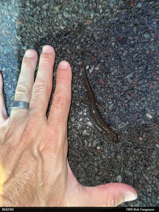 Northern Dusky Salamander