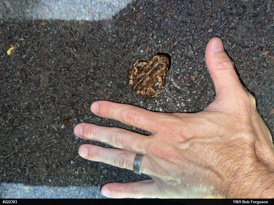 Eastern American Toad