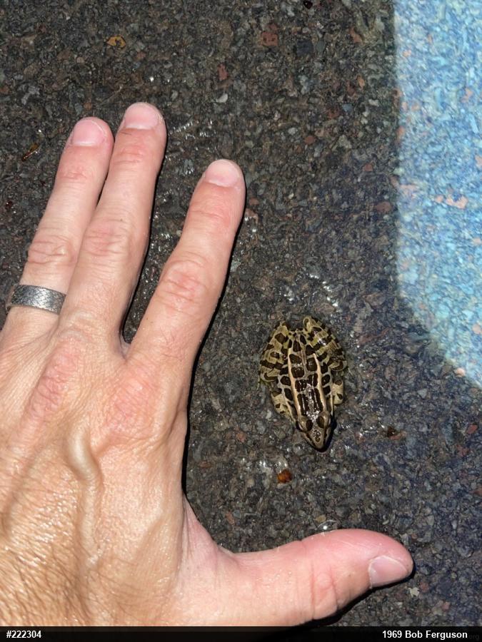 Pickerel Frog
