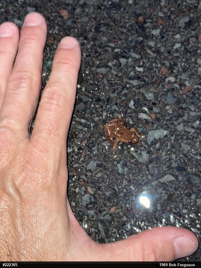 Spring Peeper