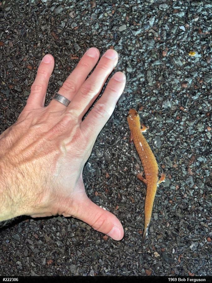 Northern Spring Salamander