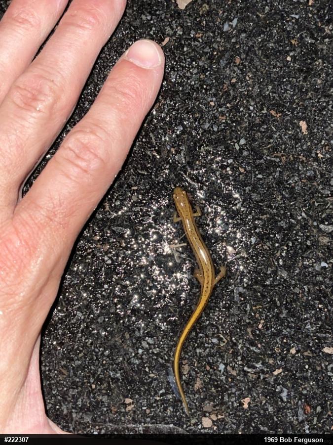 Northern Two-lined Salamander