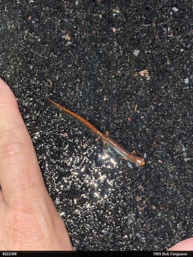 Four-toed Salamander
