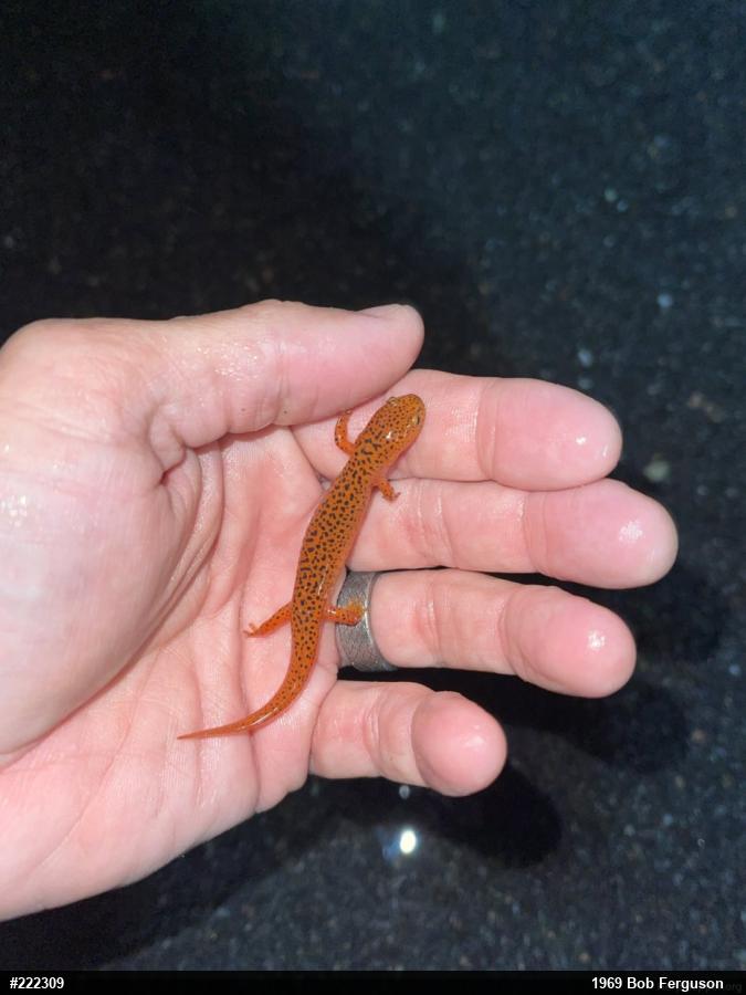 Northern Red Salamander