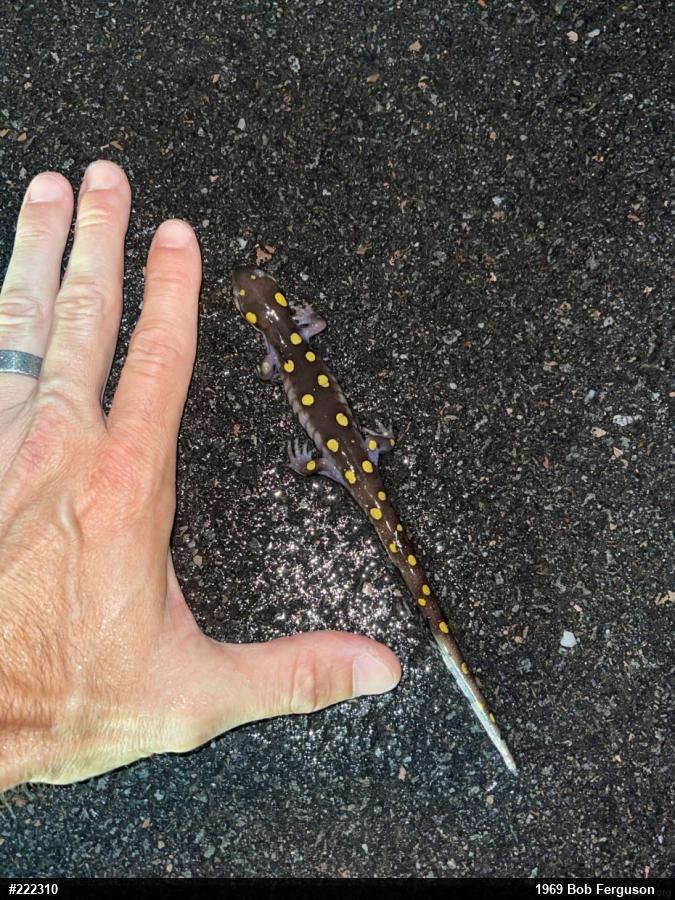 Spotted Salamander