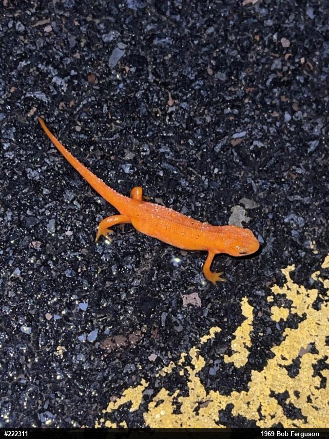 Red-spotted Newt