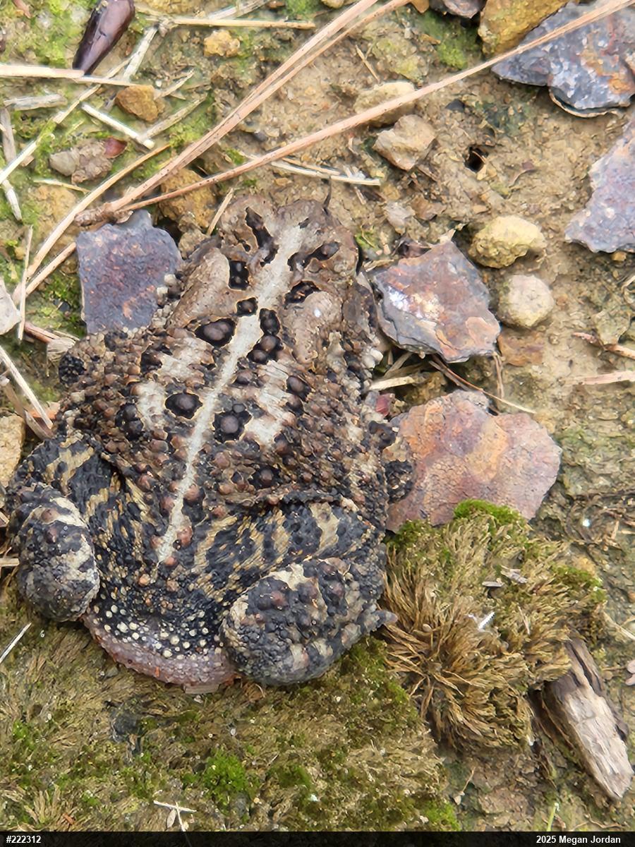Eastern American Toad