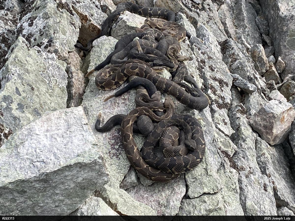 Timber Rattlesnake