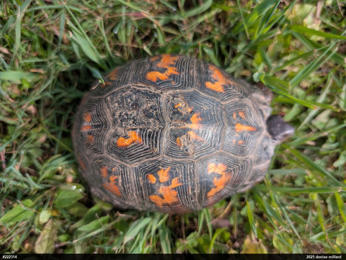 Eastern Box Turtle