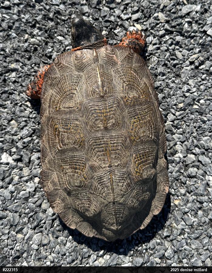 Wood Turtle