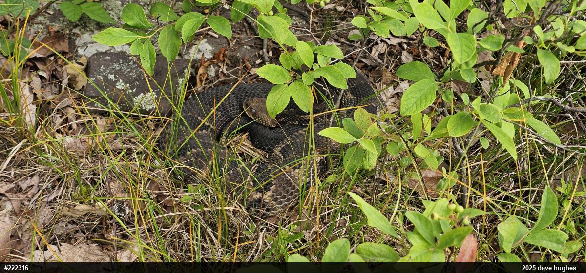 Timber Rattlesnake