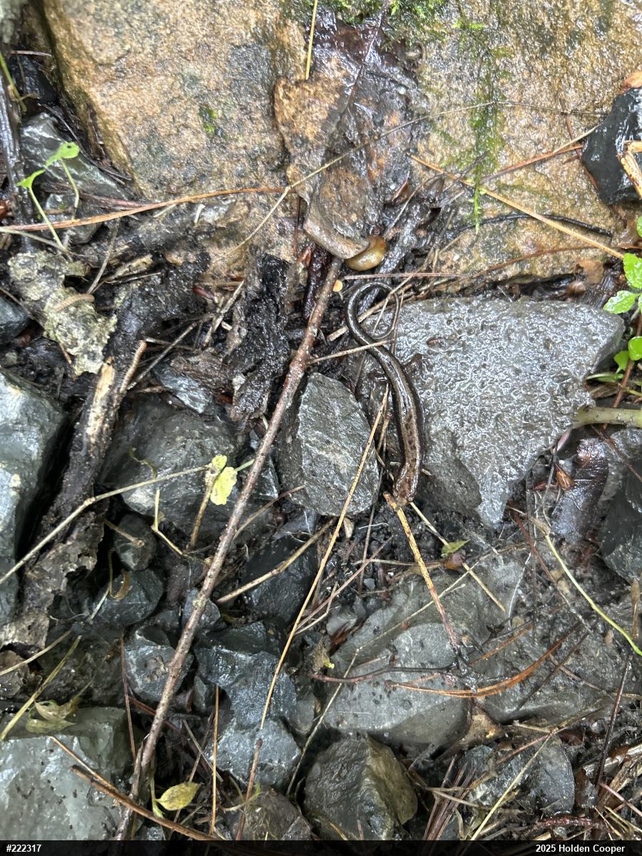 Allegheny Mountain Dusky Salamander