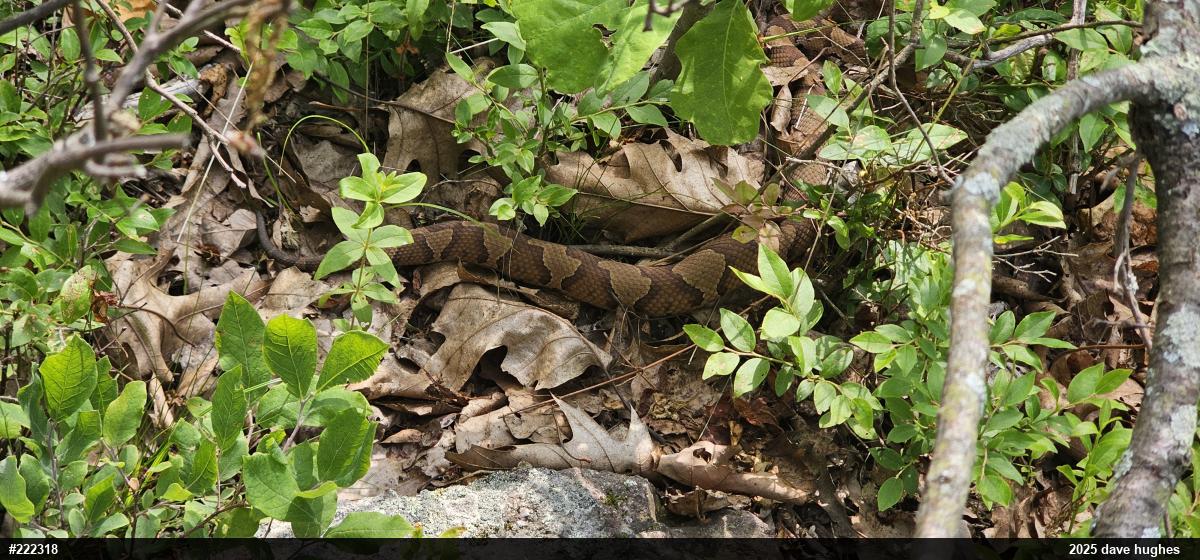 Northern Copperhead