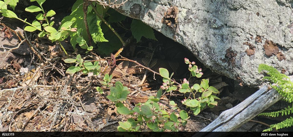 Northern Copperhead
