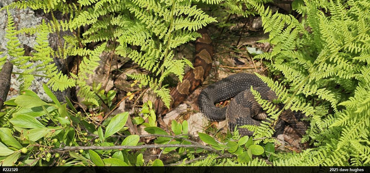Northern Copperhead