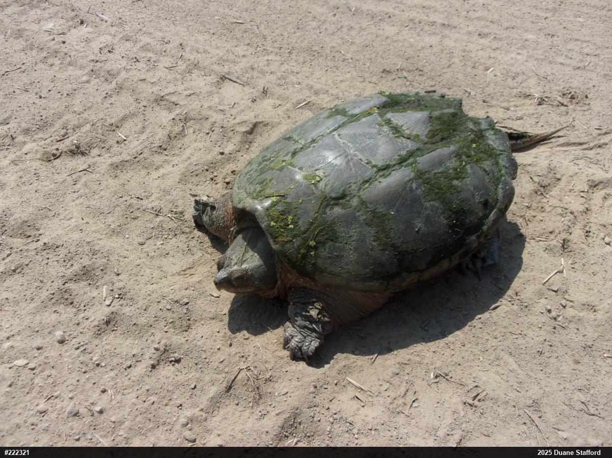 Snapping Turtle