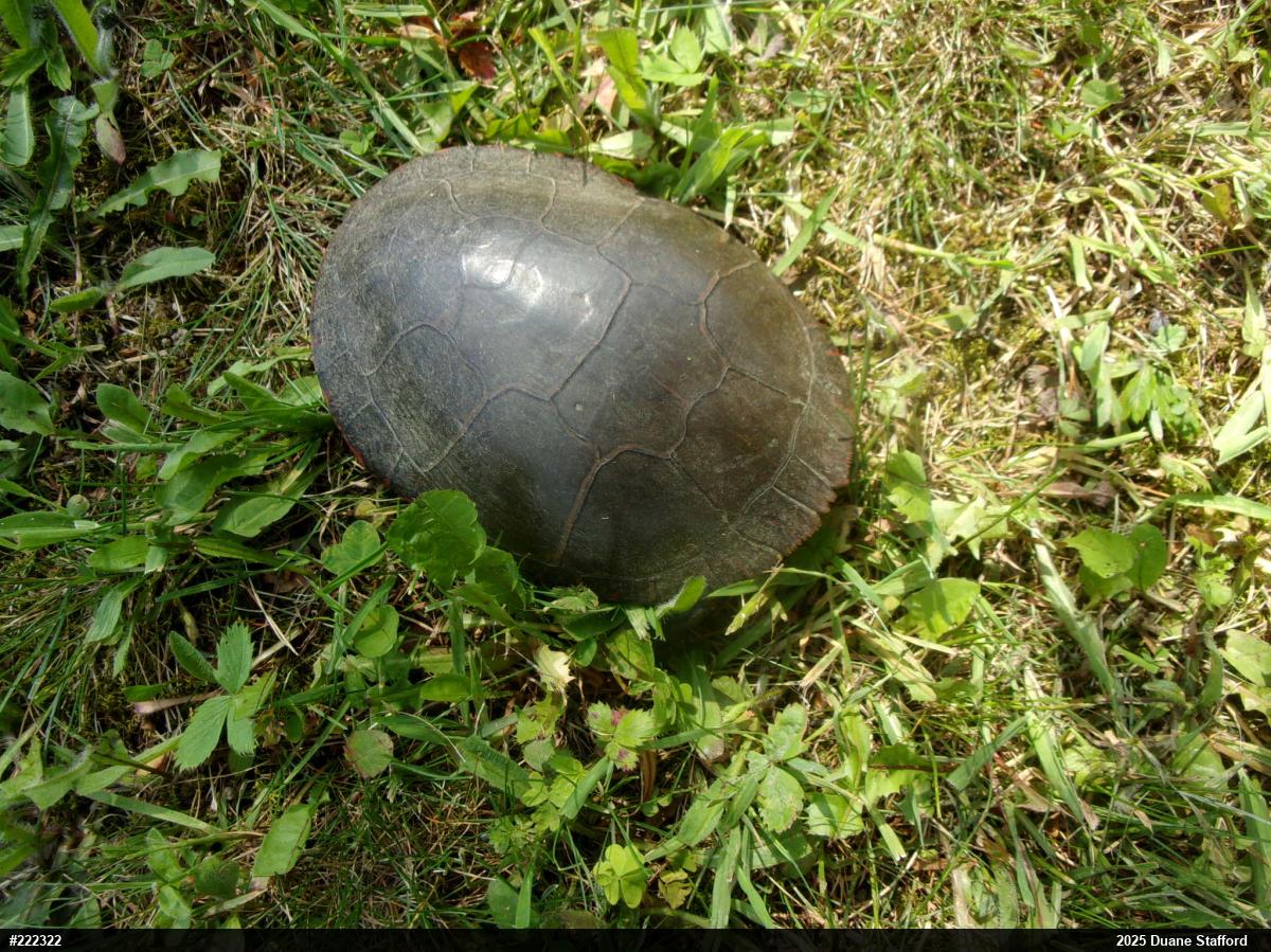 Midland Painted Turtle