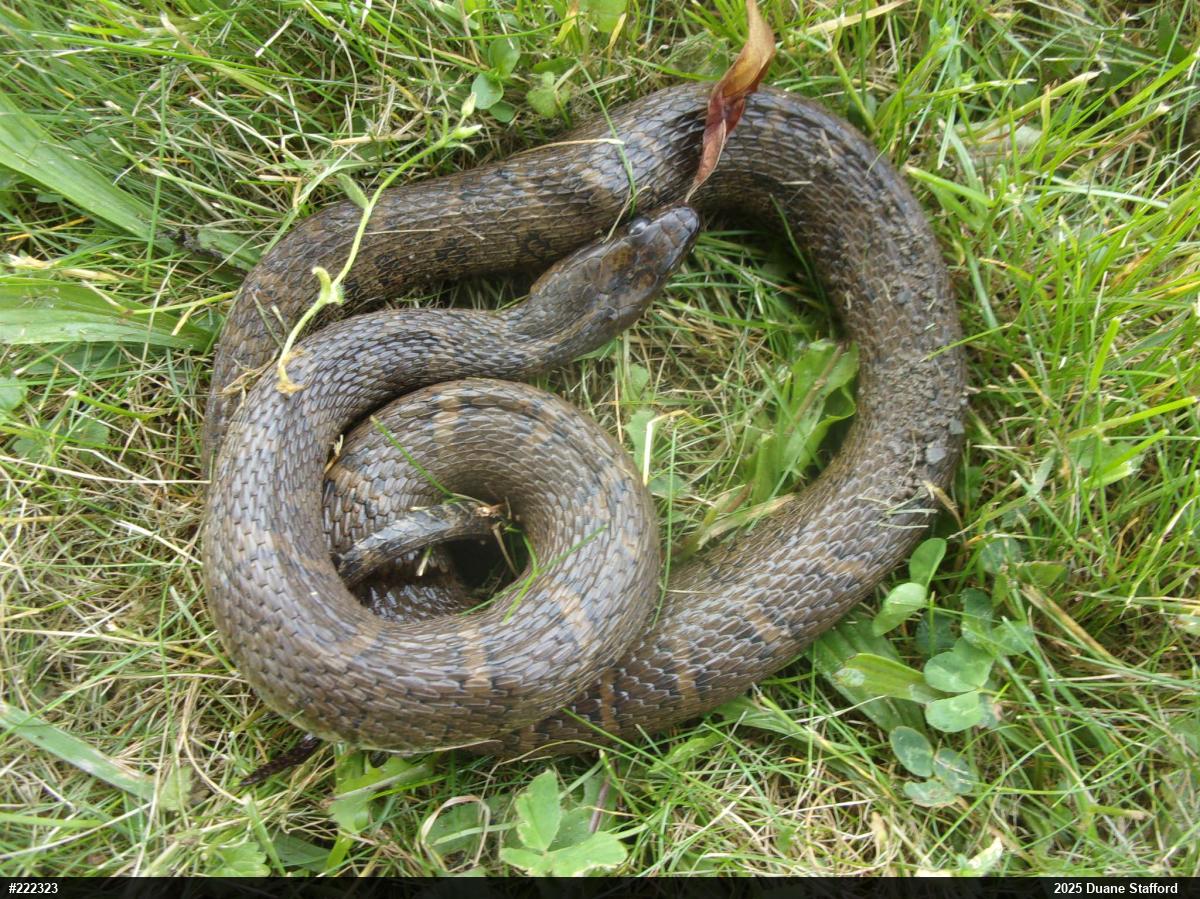 Northern Watersnake