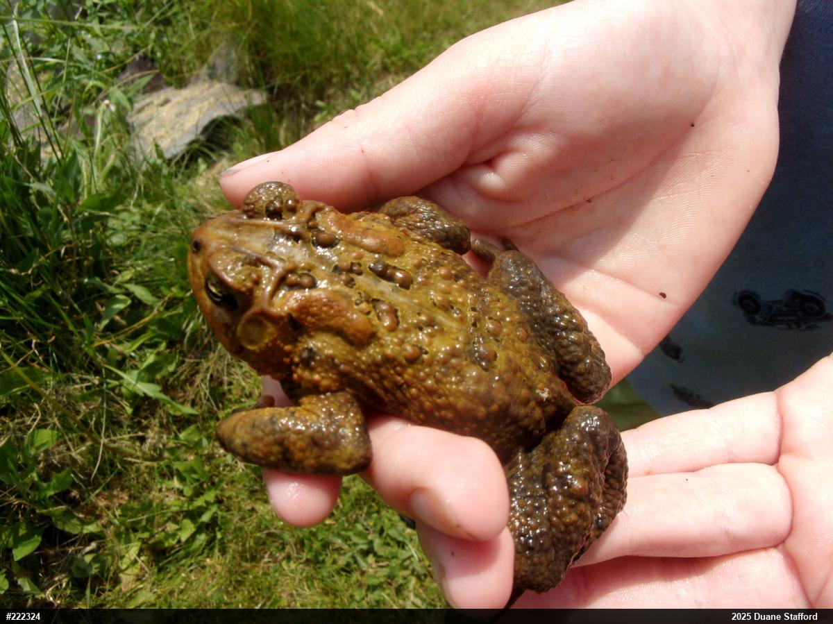 Eastern American Toad