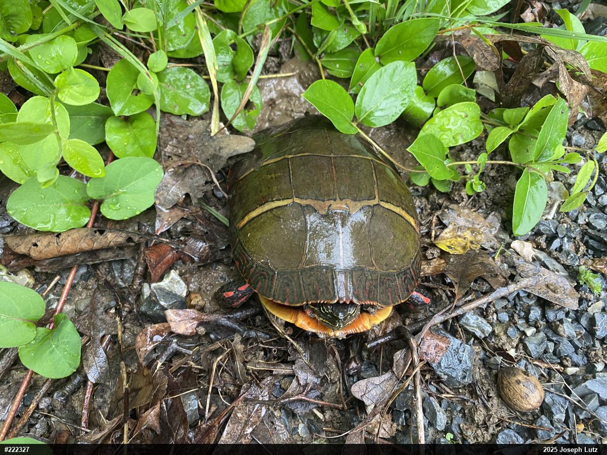 Painted Turtle