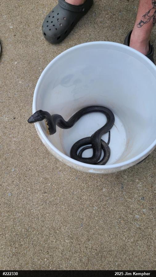 Eastern Ratsnake