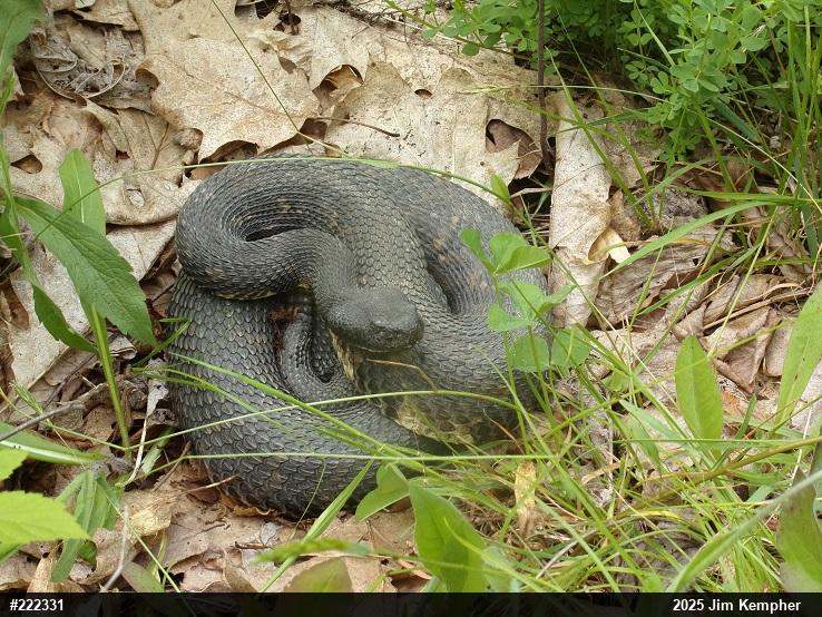 Timber Rattlesnake