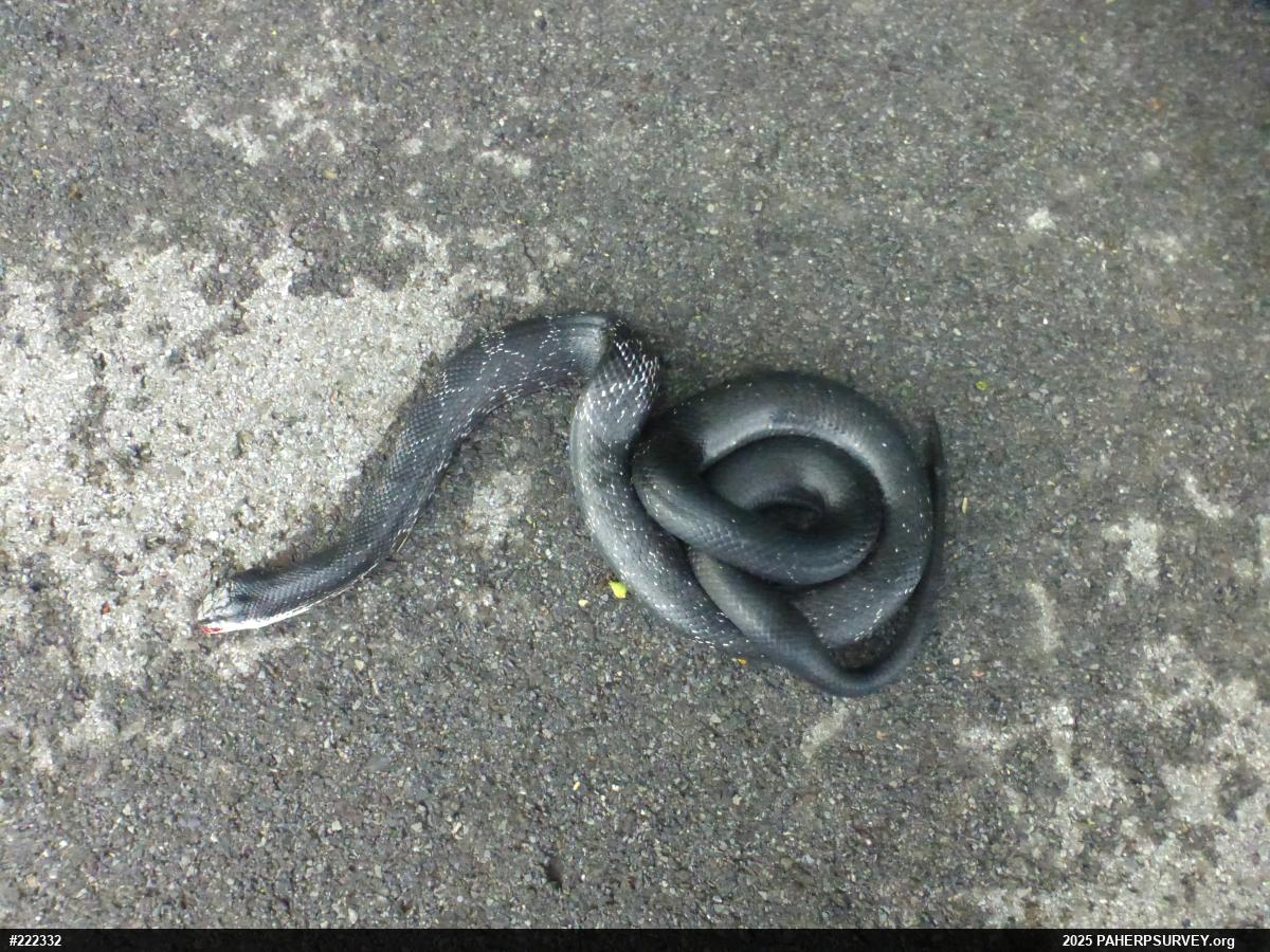 Eastern Ratsnake