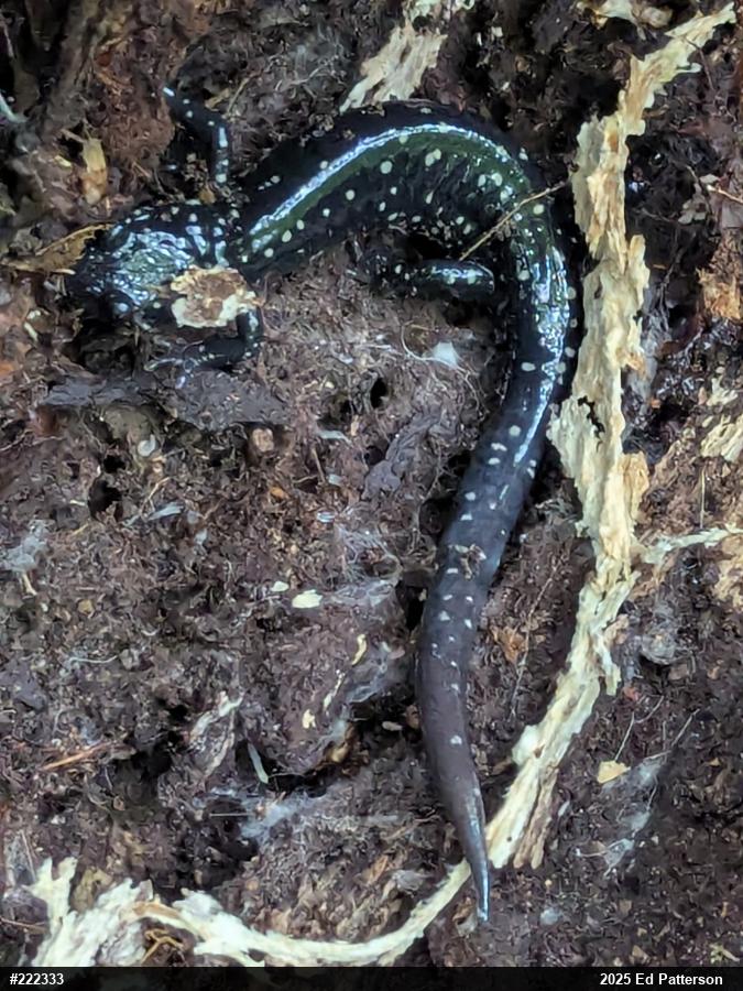 Northern Slimy Salamander
