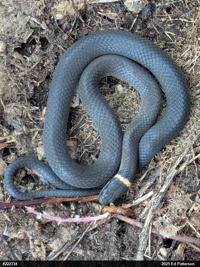 Northern Ring-necked Snake