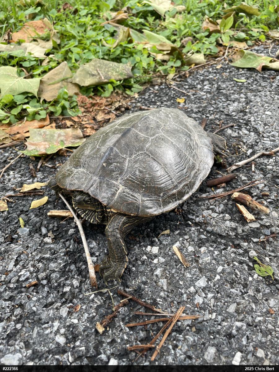 Northern Map Turtle
