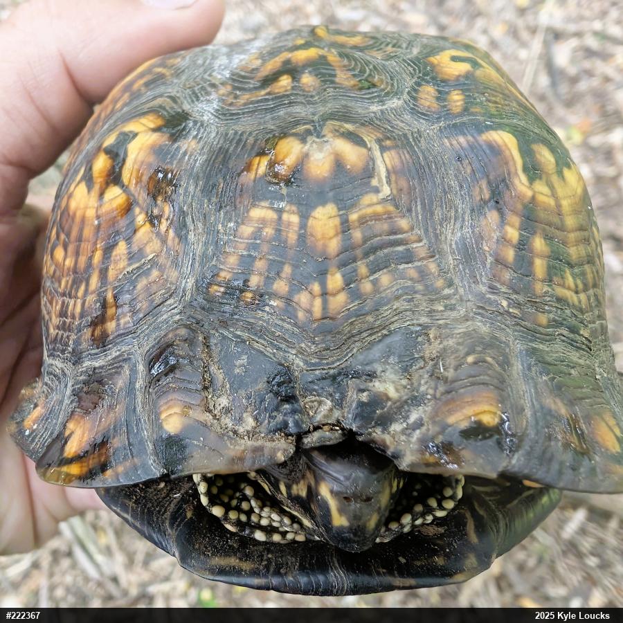 Eastern Box Turtle