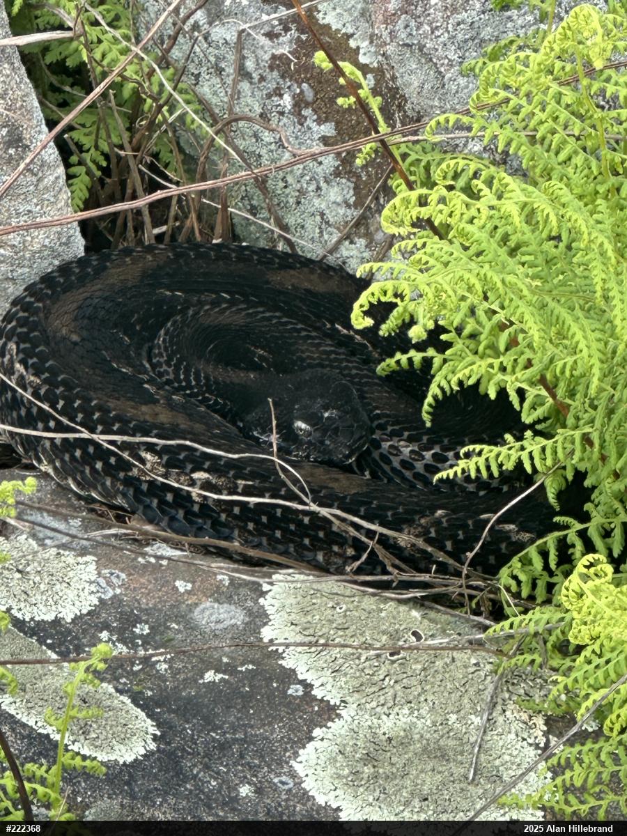 Timber Rattlesnake