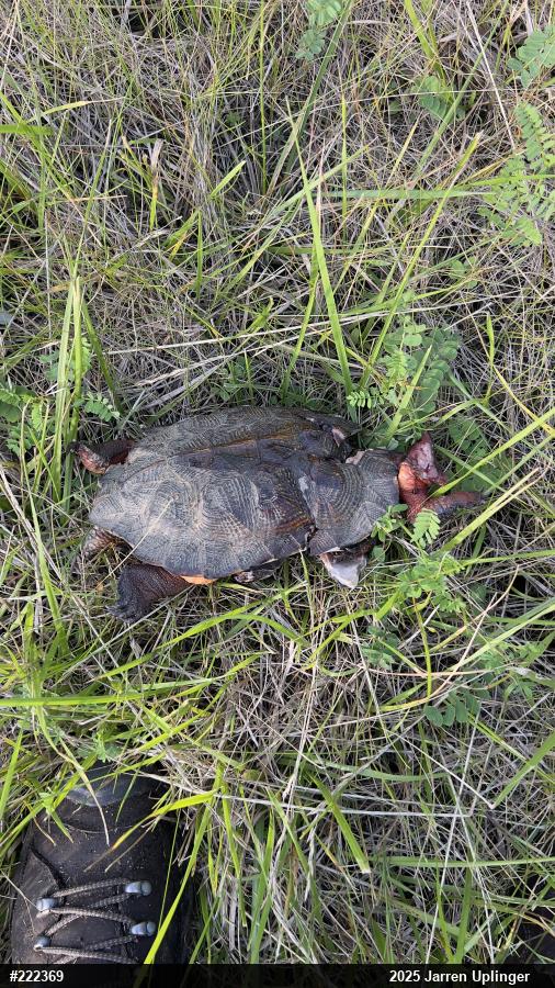 Wood Turtle
