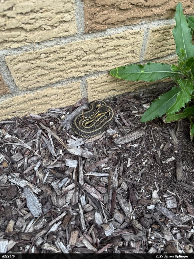 Eastern Gartersnake