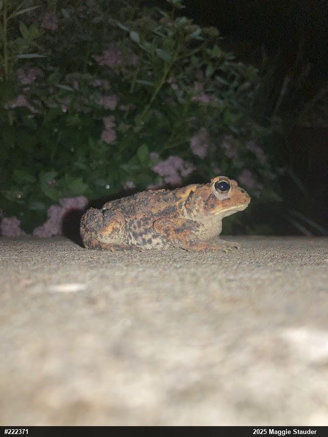 Eastern American Toad